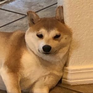 Meet your Posher, Jordon